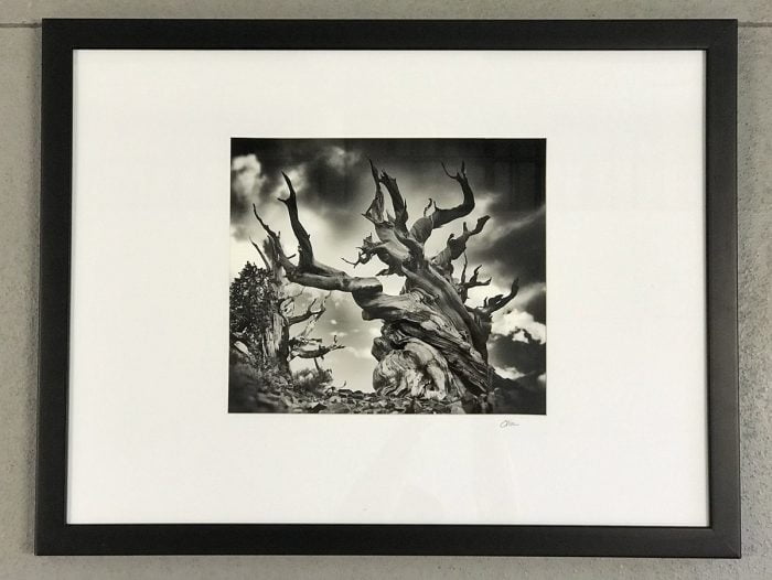 Ancient Bristlecone Pines - Framed Fine Art B&W Photo by Oliver Tollison