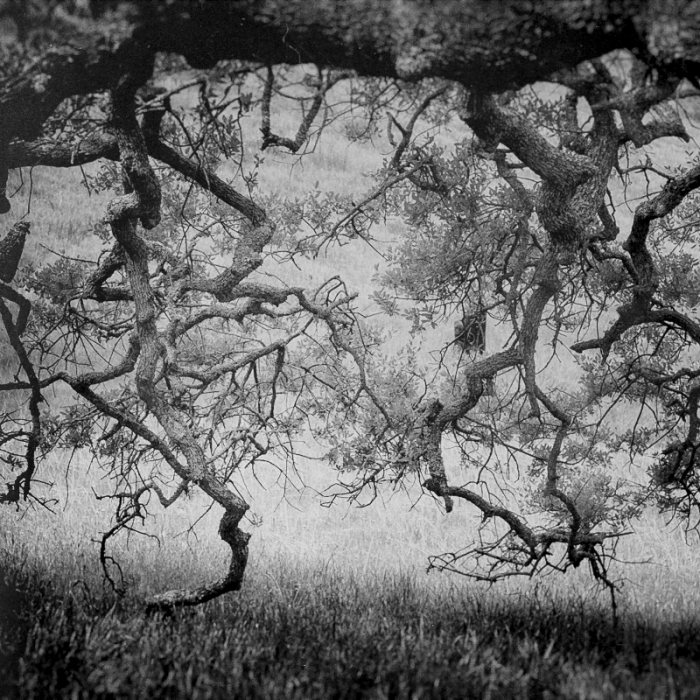When Trees Dance, Santa Barbara, CA