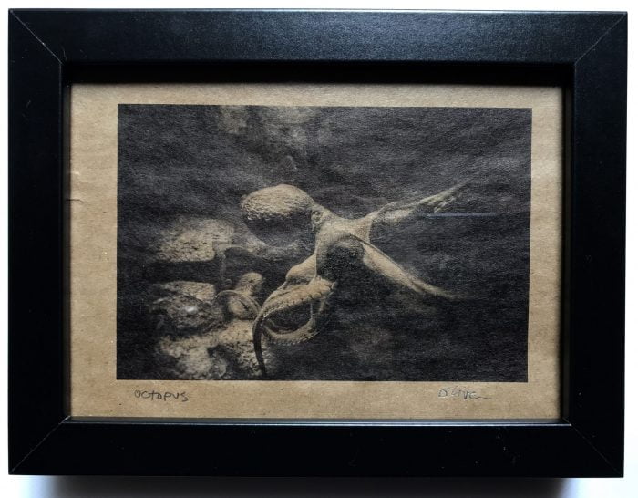 Framed Fine Art B&W Photograph of an Octopus printed on Recycled Paper