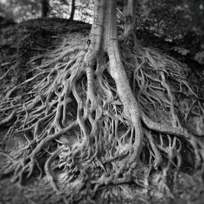 Tree Roots, Greenville, SC