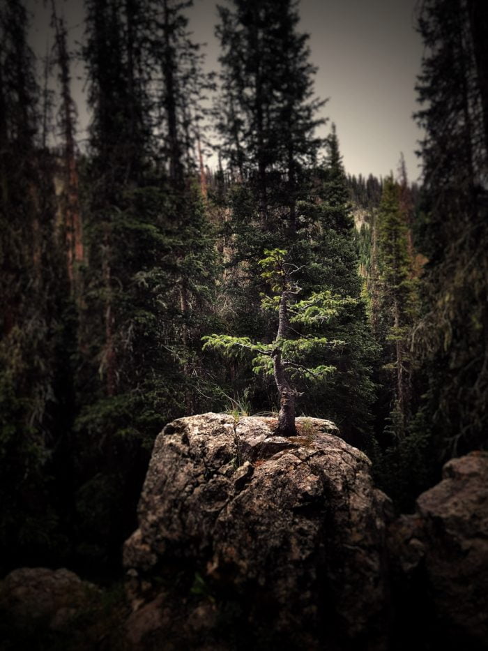 Fine Art photo of a tree in San Juan National Forest, CO