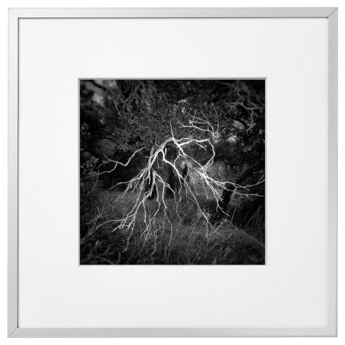 Framed fine art photography of abstract trees from santa barbara art gallery