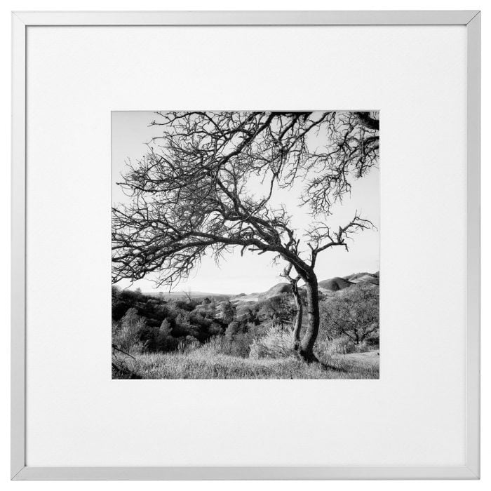 Framed Fine Art Print of an oak tree in Los Olivos California