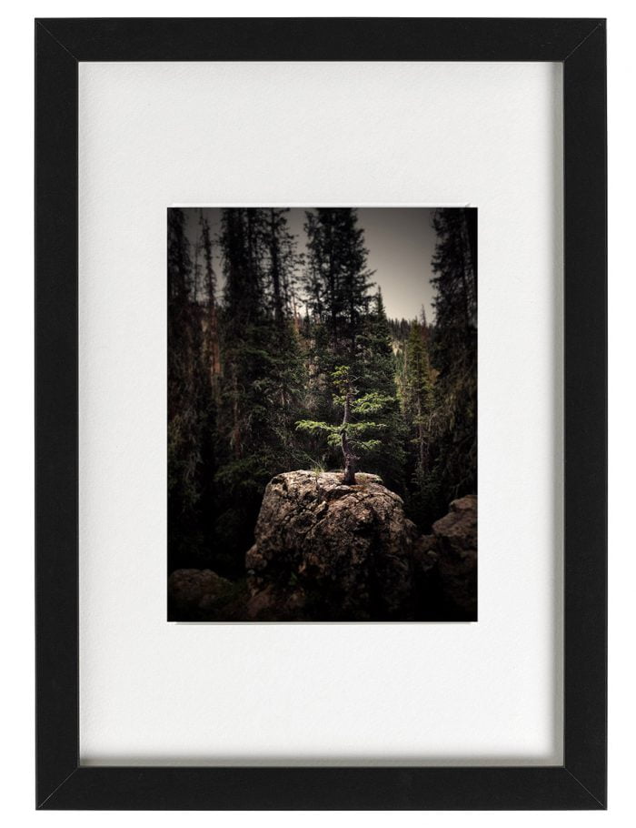 Framed Fine Art Photograph of a Trees in San Juan Mountains in Colorado