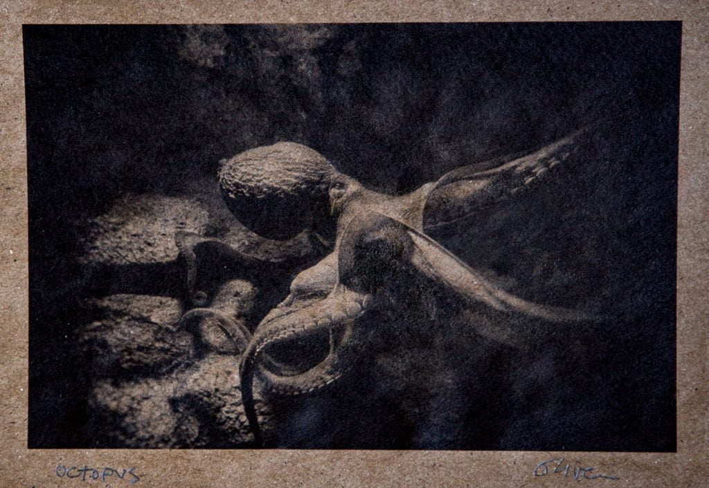 photograph of octopus on recycled paper by Oliver Tollison